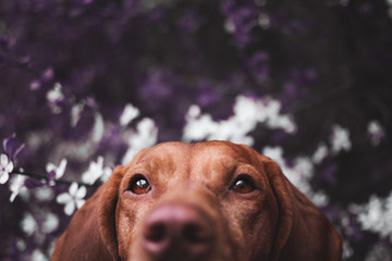 portrait of a vizsla dog