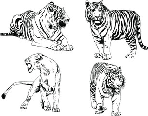 set of vector drawings on the theme of predators tigers are drawn by hand with ink tattoo logos