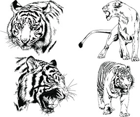 set of vector drawings on the theme of predators tigers are drawn by hand with ink tattoo logos