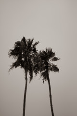 Tropical Palm Trees Black and White Instagram Crop