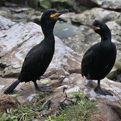 A Cormorant on the rocks
