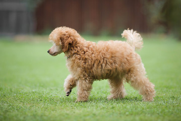 poodle on grass