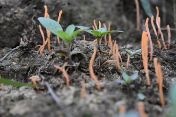 new life in spring