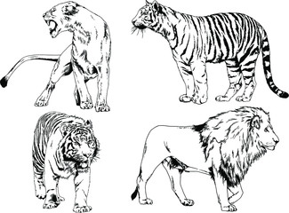 set of vector drawings on the theme of predators tigers are drawn by hand with ink tattoo logos