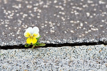 Samotny kwiat wyrosły w bruku ulicy - obrazy, fototapety, plakaty