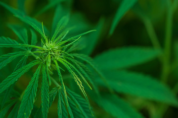 Close up of cannabis leafs growing outdoor.