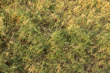textura de grama