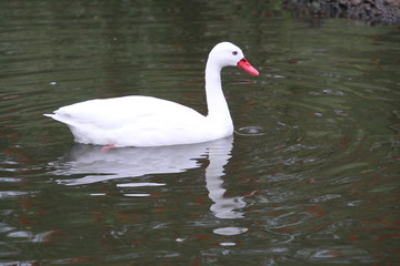 A view of a Coscoroba Swan on the water