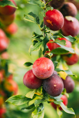 Ripe Prunus berries on Prunus trees In Summer Vegetable Garden.