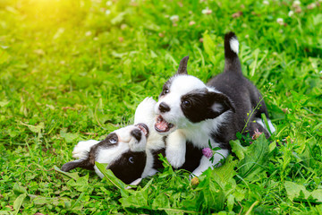 Naklejka na ściany i meble Corgi puppies play on the grass . Puppies on the grass. The game animals. Pets. Dog walking.
