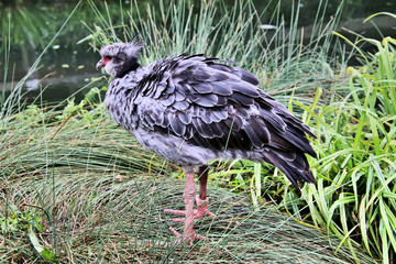 A Crested Screamer
