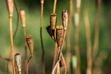 Close up of dried wild poppies growing in the field in summer sunny day.
