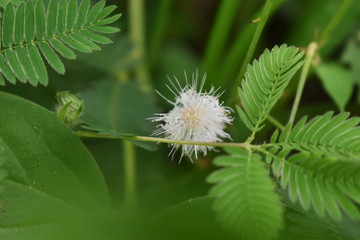 yellow flower with dew drops