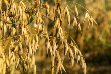 Ripe golden color oats growing in the field in sunny day.