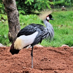 A view of a Crowned Crane