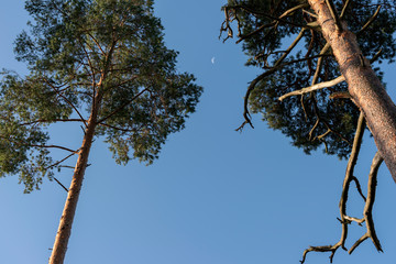 Pine trees with waning moon on blue sky background