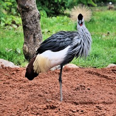 A view of a Crowned Crane
