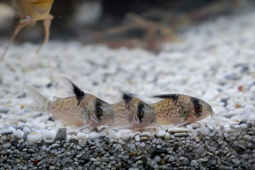 Drei Panzerwelse in einer Gruppe im Aquarium.