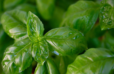 Top view of fresh growing basilica leaves