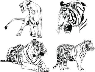 set of vector drawings on the theme of predators tigers are drawn by hand with ink tattoo logos