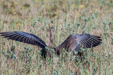 Greater White-fronted Goose (Anser albifrons) in Barents Sea coastal area, Russia