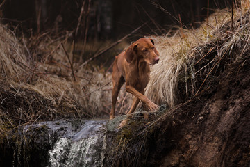 Fototapeta na wymiar dog in the forest
