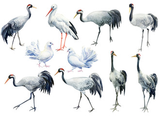 Naklejka premium Zestaw ptaków, żurawie, gołębie, bocian, ptaki na na białym tle, akwarela ilustracja