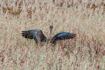 Greater White-fronted Goose (Anser albifrons) in Barents Sea coastal area, Russia