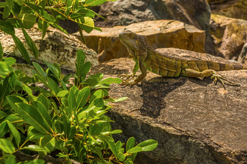 An iguana on the harbour defenses at Marigot in St Martin