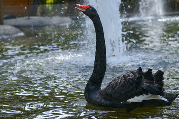 A black swan in Kugulu Park enjoys water - Ankara, Turkey
