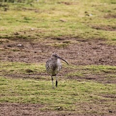 A view of a Curlew