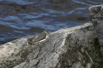 Grey and white Sandpiper bird walking across large boulder on shoreline nobody