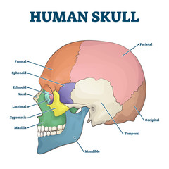 Human skull bones skeleton labeled educational scheme vector illustration © VectorMine