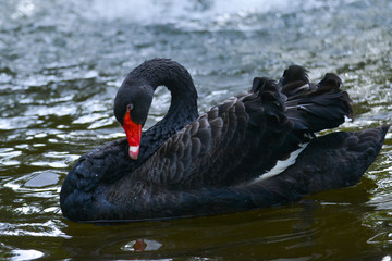 Naklejka premium A black swan in Kugulu Park enjoys water - Ankara, Turkey 