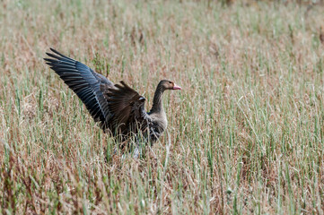 Greater White-fronted Goose (Anser albifrons) in Barents Sea coastal area, Russia