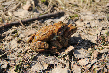 The mating season in the swamp toad. Two abas on the road. Brown wild animals, close-up species. Hot summer day in the village.