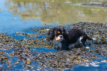 A dog cavalier king charles, a cute puppy bathing in the seaweeds 

