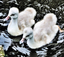 swan and cygnets