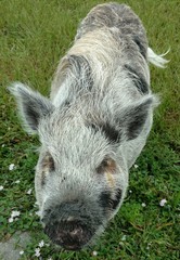 Cute pig posing at farm