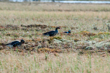 Greater White-fronted Geeose (Anser albifrons) in Barents Sea coastal area, Russia