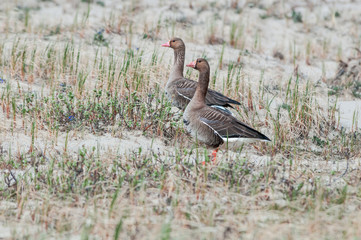 Greater White-fronted Geeose (Anser albifrons) in Barents Sea coastal area, Russia