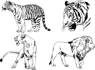 set of vector drawings on the theme of predators tigers are drawn by hand with ink tattoo logos