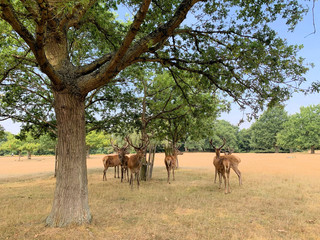 herd of deer