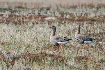 Greater White-fronted Geeose (Anser albifrons) in Barents Sea coastal area, Russia
