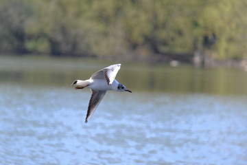 Gull flying 