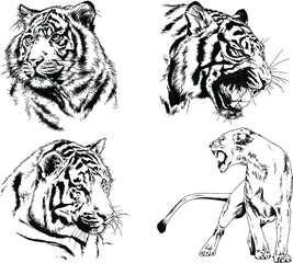 set of vector drawings on the theme of predators tigers are drawn by hand with ink tattoo logos