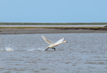 Bewick's Swan (Cygnus bewickii) in Barents Sea coastal area, Russia