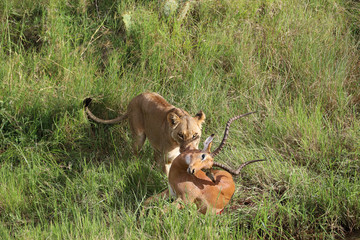 africa safari lion hunting prey