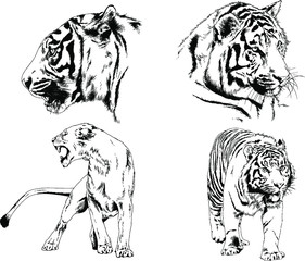 set of vector drawings on the theme of predators tigers are drawn by hand with ink tattoo logos