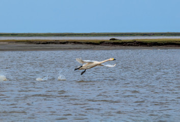 Bewick's Swan (Cygnus bewickii) in Barents Sea coastal area, Russia